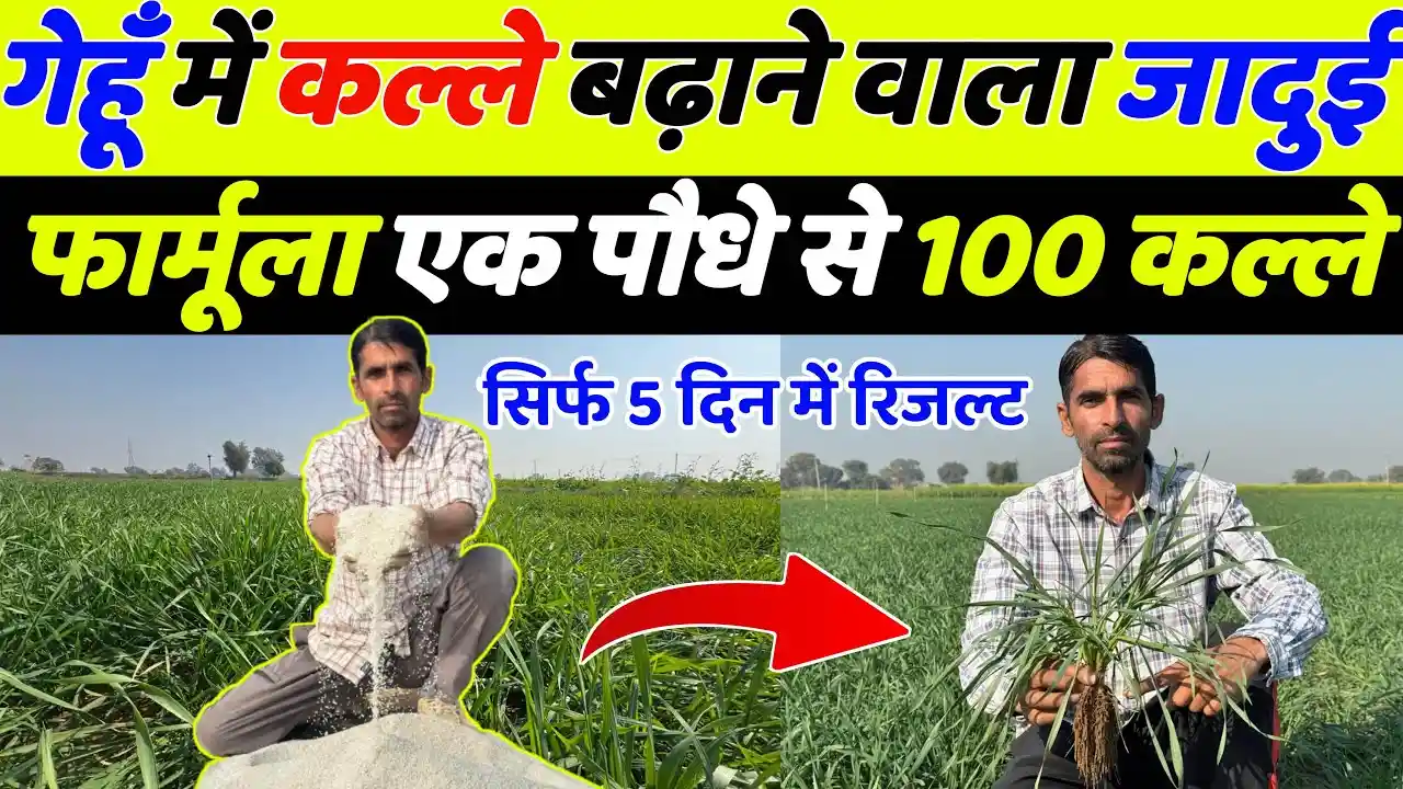 aimsnagpur.com/gehu-ki-kheti/