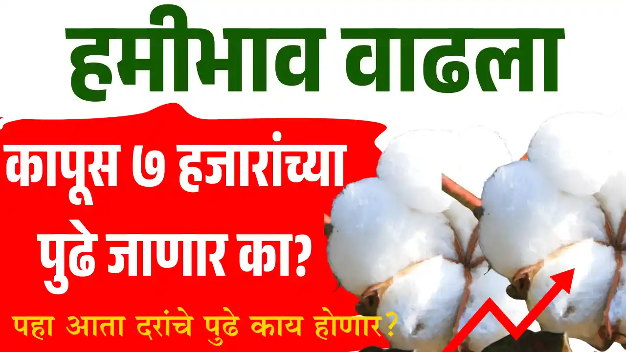 Cotton Market analysis