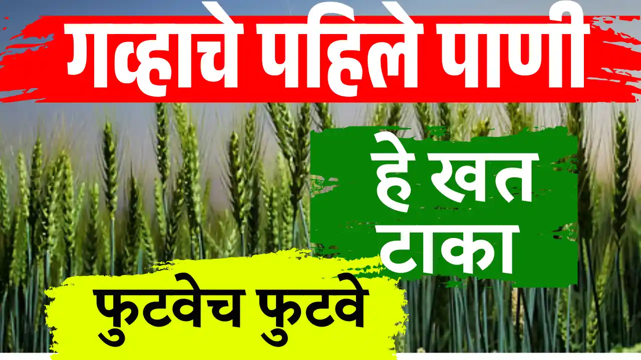 Wheat Farming Tips
